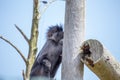 Africa\'s Canopy Luminary - Grey-Cheeked Mangabey (Lophocebus albigena) Royalty Free Stock Photo