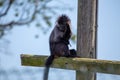 Africa\'s Canopy Luminary - Grey-Cheeked Mangabey (Lophocebus albigena) Royalty Free Stock Photo