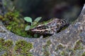 Swinhoe`s frog