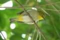 swinhoe's white-eye is standing on the branch. photo took in Zhuhai coty, China.
