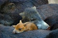 Sounder or family of cuddling wild boars and a cute piglet Royalty Free Stock Photo