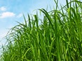 Swirch grass Royalty Free Stock Photo