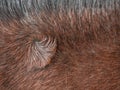 Swirl in horse fur. Typical distinguishing atribut Royalty Free Stock Photo