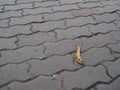 Swirl pattern cement brick tile floor with fallen leaf Royalty Free Stock Photo