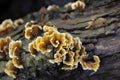 Ruffled mushrooms at the Cuyahoga Valley National Park Royalty Free Stock Photo