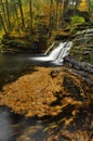 Swirling Autumn Leaves