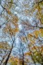 Swirling Autumnal Beech Tree Canopy in a Forest