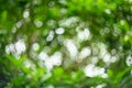 The image of a swirling bokeh on a green background from a tree