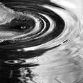 The swirling lines and shapes created by raindrops falling on the surface of a lake distorting the reflection of the Royalty Free Stock Photo