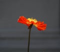 Swirling Orange Poppy