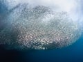 Swirling Sardine baitball Royalty Free Stock Photo