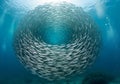 A swirling school of fish creates a mesmerizing circular formation Royalty Free Stock Photo