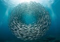 A swirling school of fish forms a circular pattern underwater, likely i Royalty Free Stock Photo