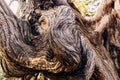 The swirling texture of the deformed trunk of a large old juniper tree