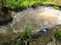 Swirls and streams of turbid water