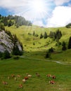 Swiss alp europe Royalty Free Stock Photo