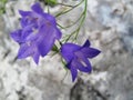 Swiss alpine flowers: bluebell, bell-flower, campanula Royalty Free Stock Photo