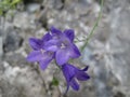Bluebell leans over rocks in the swiss alps. Collection edible plants. Healing power on my menu. Royalty Free Stock Photo