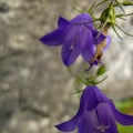 Bluebell leans over rocks, Collection edible plants. Royalty Free Stock Photo