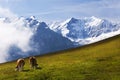 Swiss Alps above Swiss Meadows below Royalty Free Stock Photo