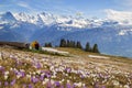 Swiss Alps Landscape is a paradise for outdoor activities for hikers and parachute flying