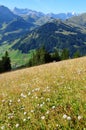 Swiss Alps: The mountain grassland around Adelboden village in the Bernese Oberland