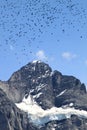 Swiss Alps: the snowy Wetterhorn and flying birds Royalty Free Stock Photo