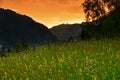 Swiss alps summer meadow sunset