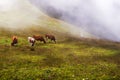 Swiss Alps, Swiss Fog, and Four Swiss Cows Royalty Free Stock Photo