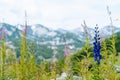 Swiss Alps Valley with Flowers. Campanula cochleariifolia wildflower in Alp meadow landscape. Beautiful view of idyllic