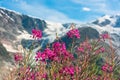 Swiss Apls with wild pink flowers Royalty Free Stock Photo