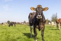 Swiss brown cow oncoming, approaching full length, blue sky, standing in the field