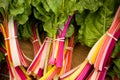 Swiss Chard Royalty Free Stock Photo