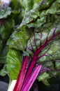 Swiss chard, beautiful green leaf with red stem Royalty Free Stock Photo