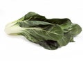 SWISS CHARD beta vulgaris, VEGETABLE AGAINST WHITE BACKGROUND Royalty Free Stock Photo