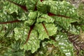 Swiss chard colorful leaves Royalty Free Stock Photo