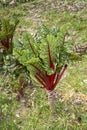 Swiss chard colorful leaves Royalty Free Stock Photo