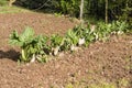 Swiss Chard growing