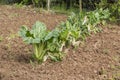 Swiss Chard growing