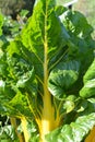 Bright yellow stalk on a large leaf of swiss chard.