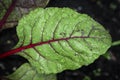 Swiss Chard