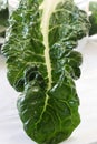 Swiss Chard Leaf