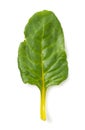 Swiss chard leaves on a white background Royalty Free Stock Photo