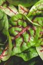 Swiss chard microgreens Royalty Free Stock Photo