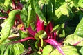 Swiss chard 'Pink Passion'