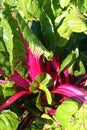 Swiss chard 'Pink Passion'