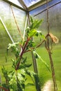 Swiss Chard in a Greenhouse Supported by Rope