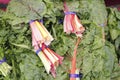 Swiss Chard Rainbow Bundles Royalty Free Stock Photo