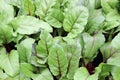 Swiss Chard Silverbeet vegetable Royalty Free Stock Photo