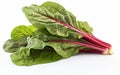 Swiss Chard on White Background Royalty Free Stock Photo